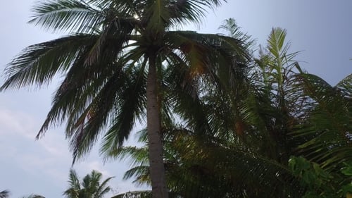 Palm Trees Swaying in Tropical Sunlight