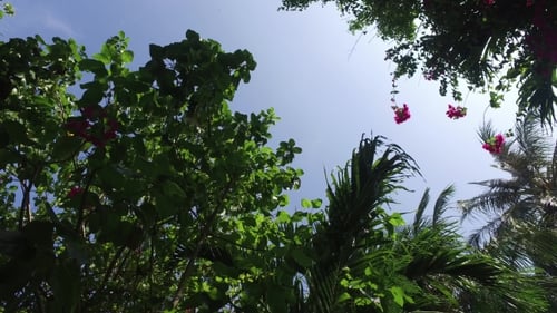 Tropical Trees with Leaves and Pink Flowers