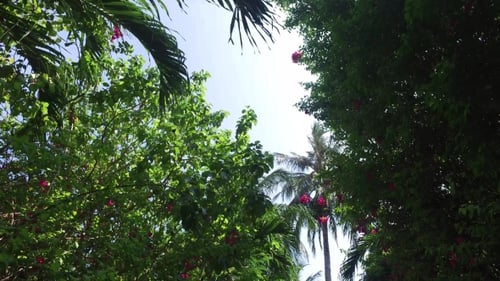 Tropical Paradise: Lush Greenery and Vibrant Blossoms