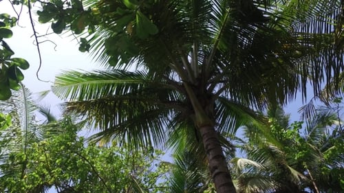 Lush Palm Trees against Blue Sky
