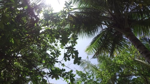 Tropical Palm Trees Swaying in the Breeze