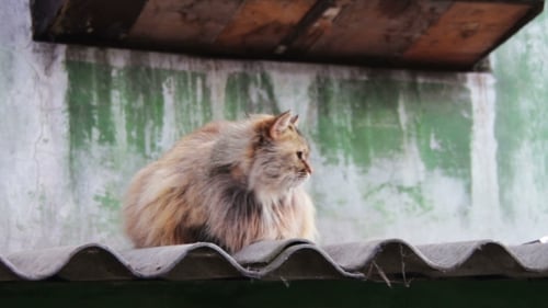 Homeless Cat On The Roof Outside