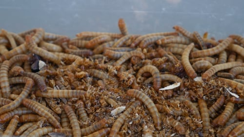 Worm Family