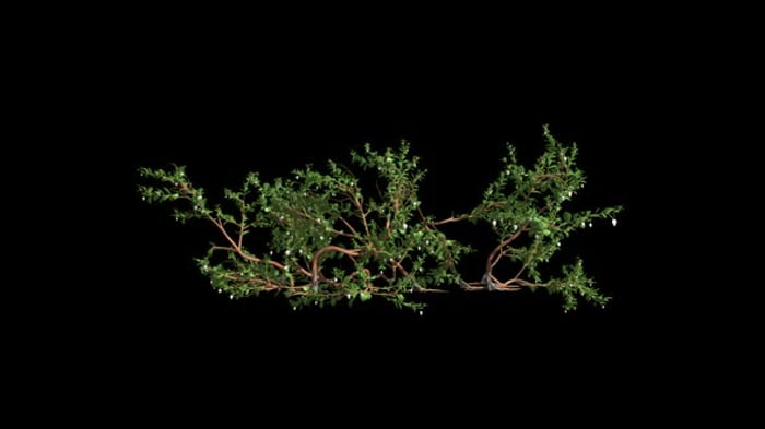 Royalty-Free Tree Motion Graphics - Envato