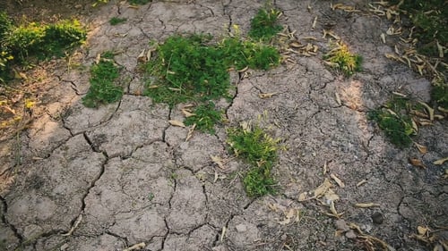 Tierra seca y agrietada.