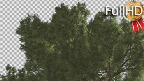 Western Juniper Branchy Green Crown