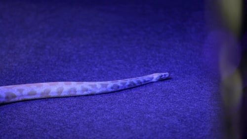 Pitón amarilla arrastrándose por la alfombra