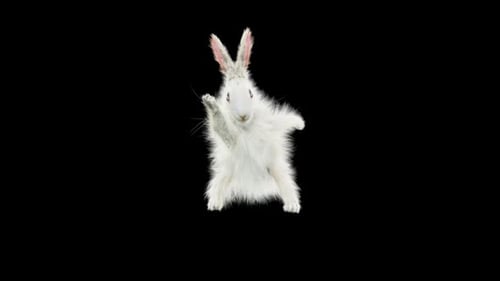 Hase: Tanzen HD