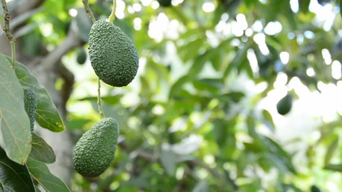 Fresh Green Avocados Hanging on the Tree