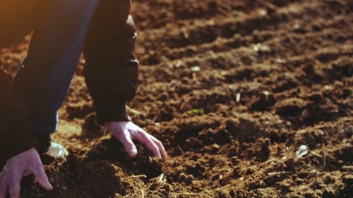Farmer Examining Soil. Agriculture Background.