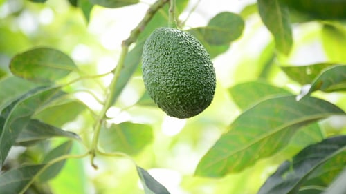 Avocado hat Frucht im Ast des Baumes