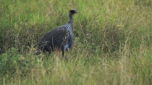 Geier-Perlhuhn spaziert auf der Wiese in der El Karama Lodge, Kenia.- Mittlere Aufnahme