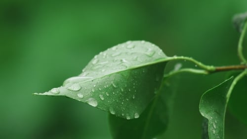 Green Leaf with Water Droplets Close Up