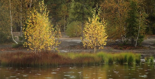 Autumn Forest