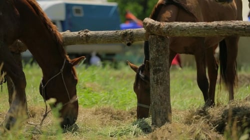 Zwei braune Pferde grasen auf der Wiese