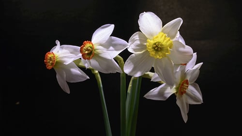 Los narcisos blancos abren sus flores