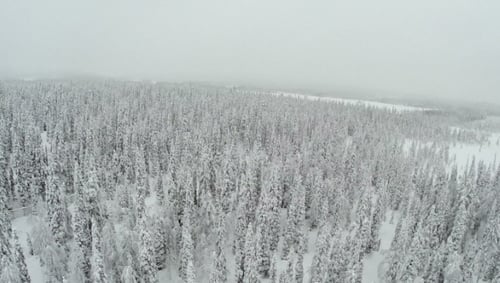 Winter Forest With Frosty Trees From Air