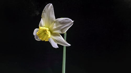 El narciso blanco abre sus flores