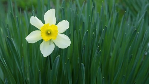 Narcisos florecientes amarillos de primavera en una hierba verde
