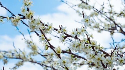 Blooming Tree Branches with White Flowers in Spring