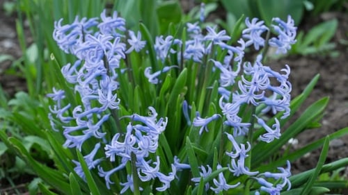 Frühlingsblau blühende Blumen auf grünem Gras