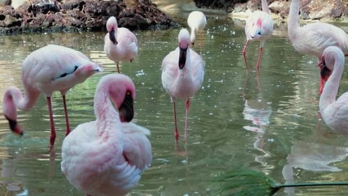 Pink Flamingos Wading in Tropical Pond