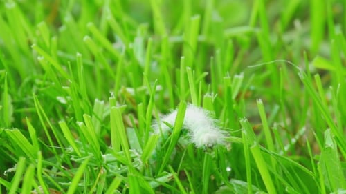 Hairy Caterpillars