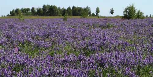Blue Wildflowers In The Meadow