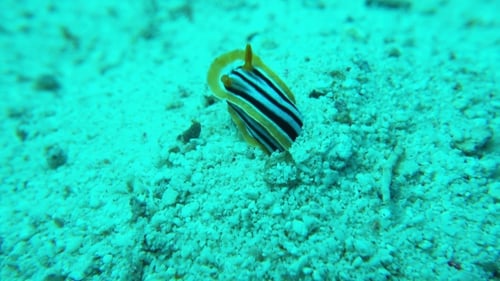 Vibrant Sea Slug On Coral Reef