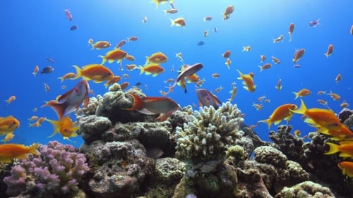 Tropical Fish On Vibrant Coral Reef
