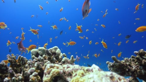 Peixes tropicais em recifes de corais vibrantes