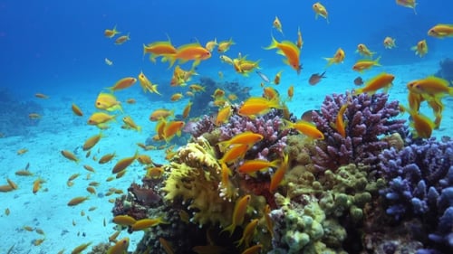 Tropical Fish On Vibrant Coral Reef