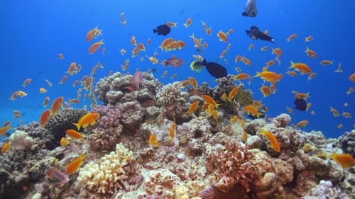 Tropical Fish On Vibrant Coral Reef