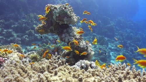 Tropical Fish On Vibrant Coral Reef