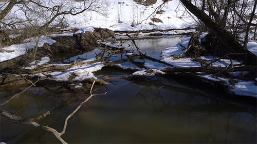 Small River in Forest at Springtime