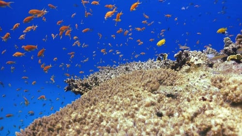 Tropical Fish On Vibrant Coral Reef