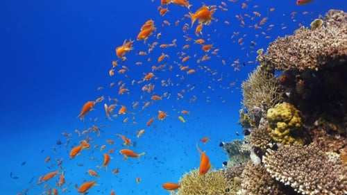 Tropical Fish On Vibrant Coral Reef