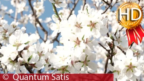 Honey Bees Pollinate Blooming Orchard