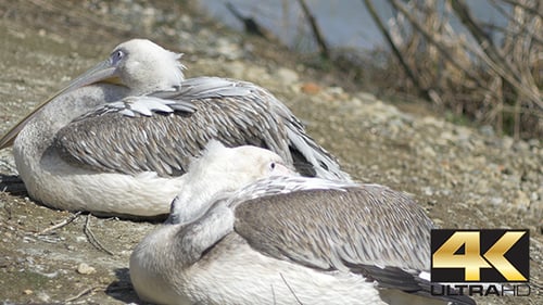 Two Pelicans Resting