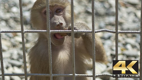 Kleiner Affe in Gefangenschaft