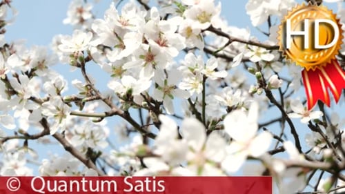 Early Spring Flowers and Bees