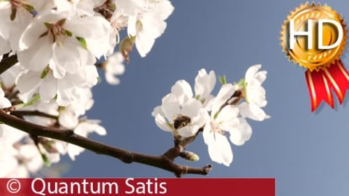 Working Bee on the Blossoming Tree in the Garden.