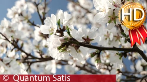Flowering Tree with White Blossoms in Spring
