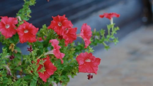 Red Petunia In The Garden