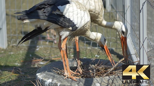 Storks Building Nest in Natural Habitat During Daytime