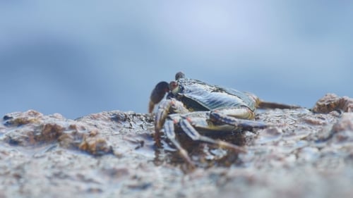 Crab On The Rock At The Beach,