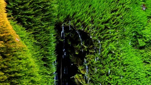 Drops Of Waterfall Falling Down From Moss