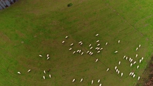 Group of sheep walking in grassland