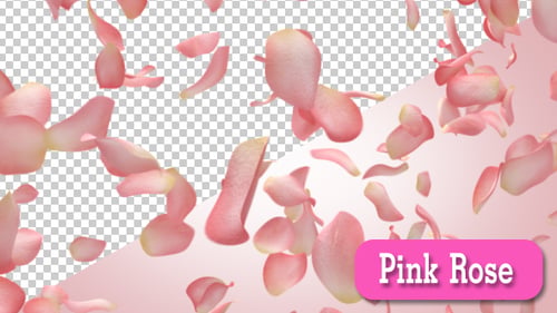 Pink Rose