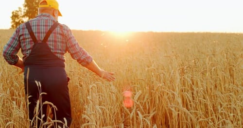 The Farmer Inspects the Harvest in the Wheat Field